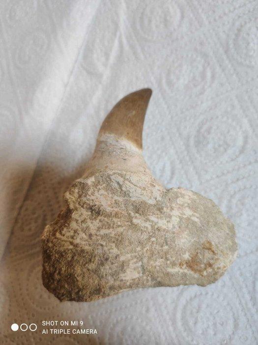 Mosasaurus Kaak - Sidi chenenne - 5 cm - 6 cm - 9 cm - (5), Antiek en Kunst, Curiosa en Brocante