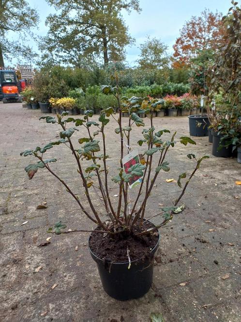 Ribes Sanguineum Koja Rode ribes, Tuin en Terras, Planten | Struiken en Hagen, Ophalen