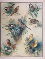 Roland Green - 16 School Posters of Birds - 1950, Antiek en Kunst, Antiek | Boeken en Bijbels