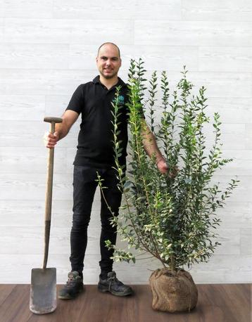 Wintergroene liguster Ligustrum vulgare Atrovirens kopen beschikbaar voor biedingen