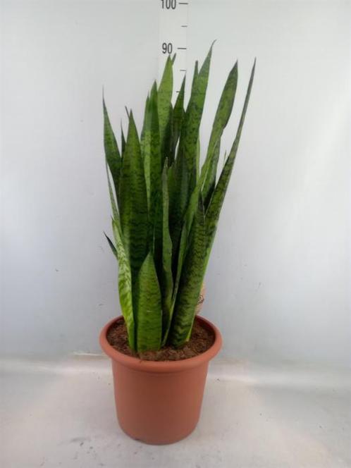 Sansevieria zeylanica - Hoogte 95cm - Potmaat 30cm, Huis en Inrichting, Kamerplanten, Ophalen