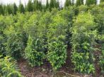 Haagplanten Laurier div soorten en maten, Laurier, Haag, 100 tot 250 cm