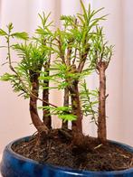 metasequoia bos in bonsaischaal - Hoogte (boom): 22 cm -