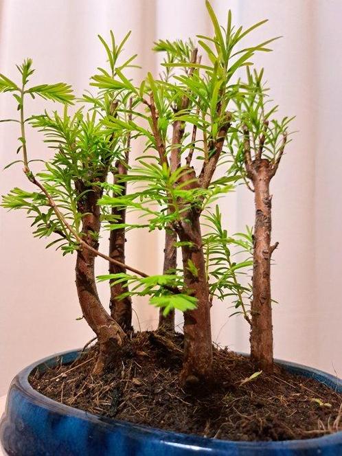 metasequoia bos in bonsaischaal - Hoogte (boom): 22 cm -, Antiek en Kunst, Curiosa en Brocante