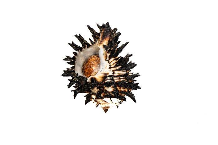 VERZAMELOBJECT - 1A KEUZE $$$$ Taxidermie volledige montage, Verzamelen, Dierenverzamelingen