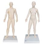 Acupunctuur en meridianen modellen (man en vrouw, 70 cm), Diversen, Verpleegmiddelen, Nieuw, Verzenden