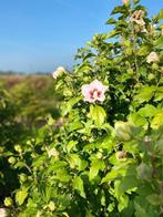 Diverse soorten hibiscus heesters - struiken, Tuin en Terras, Planten | Bomen, Zomer, Overige soorten, Volle zon, 100 tot 250 cm