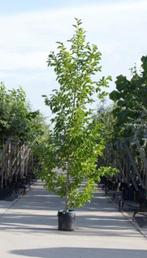 Beverboom laagstam Magnolia kobus h 250 cm - Warentuin Natuu, Tuin en Terras, Planten | Bomen, Verzenden