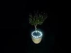 Bloempot verlichting  Plant LED met stekker-trafo KOEL- WIT, Diversen, Kerst, Nieuw, Ophalen of Verzenden