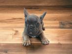 Prachtige Franse bulldog pups zoeken een goed huis, Dieren en Toebehoren, Honden | Bulldogs, Pinschers en Molossers, Meerdere