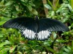Vlinder Taxidermie volledige montage - Papilio deiphobus, Verzamelen, Dierenverzamelingen, Nieuw