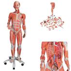 Anatomie model spieren en organen tweeslachtig, 45-delig, Nieuw, Verzenden