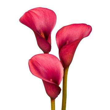 Bloembollen - 12 x Calla Crimson Grace - rood beschikbaar voor biedingen