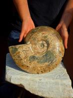 Grote ammoniet - Gefossiliseerde schelp - Aioloceras, Verzamelen