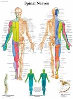 Anatomie poster ruggenmergzenuwen (gelamineerd, 50x67 cm)..., Verzenden, Nieuw