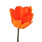 Bloembollen - 64 x Tulp Leo Bataviae - oranje, Verzenden, Voorjaar, Volle zon, Bloembol