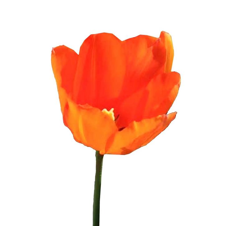 Bloembollen - 64 x Tulp Leo Bataviae - oranje, Tuin en Terras, Bloembollen en Zaden, Bloembol, Voorjaar, Volle zon, Verzenden