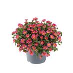 Portulaca - Roze / 10,5cm, Ophalen of Verzenden