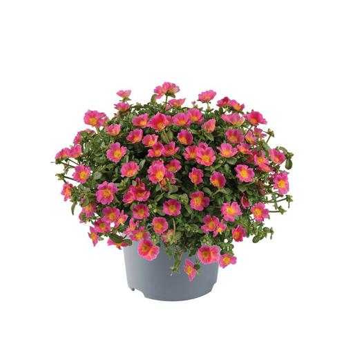 Portulaca - Roze / 10,5cm, Tuin en Terras, Planten | Tuinplanten, Ophalen of Verzenden