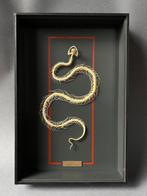 Slang Skelet - Trimeresurus albolabris  - 39 cm - 26 cm - 7, Nieuw