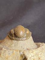 Fossiel - Fossiel skelet - Gerastos - 1.9 cm