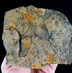 Spectaculaire fossiele zeeSter!!! - Gefossiliseerd dier -