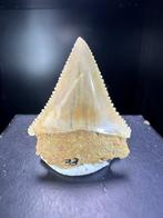 Haai - Fossiele tand - Carcharodon hastalis - 31 mm - 24 mm