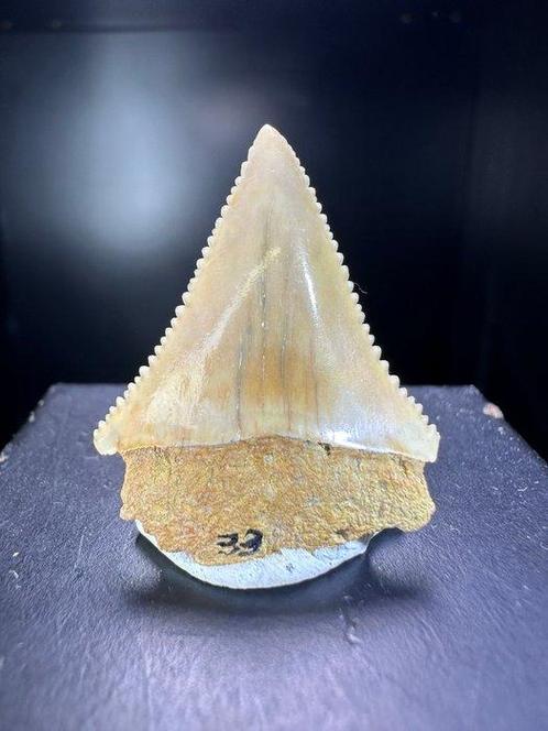 Haai - Fossiele tand - Carcharodon hastalis - 31 mm - 24 mm, Verzamelen, Mineralen en Fossielen