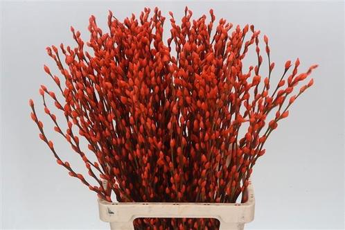 Katwilg wilgenkatjes gekleurde katjeswilg oranje salix, Hobby en Vrije tijd, Knutselen, Nieuw, Ophalen of Verzenden