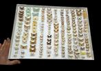 Monster large Paléartique Butterflies Collection (60x40 cm), Antiek en Kunst