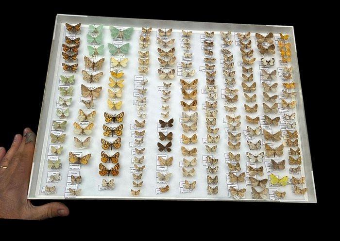 Monster large Paléartique Butterflies Collection (60x40 cm), Antiek en Kunst, Curiosa en Brocante