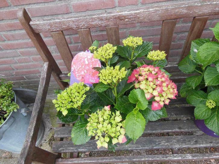 SPECIALE FOREVER AND EVER HORTENSIA ( hortensia s), Tuin en Terras, Planten | Tuinplanten, Ophalen