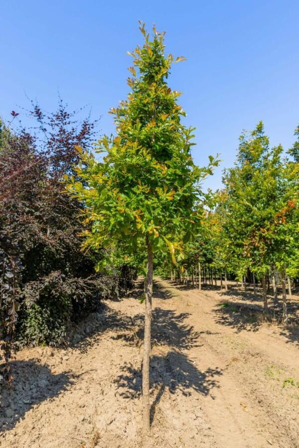 Quercus bicolor hoogstam, Tuin en Terras, Planten | Tuinplanten