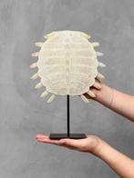 Geen reserveprijs - Chinese softshellschildpad carapax op