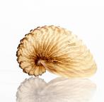 Slakkenhuis Argonauta hians - Een meesterwerk van de natuur, Antiek en Kunst