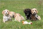 Leuke Gezelschapshondjes., Nederland, Parvo, Overige rassen, 8 tot 15 weken