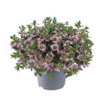 Scaevola - Roze / Hangpot 14cm, Tuin en Terras, Ophalen of Verzenden