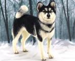 Naaldviltpakket-Husky, Hobby en Vrije tijd, Vilt, Ophalen of Verzenden, Nieuw, Overige typen
