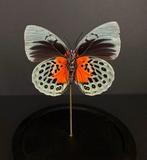Vlinder Taxidermie volledige montage - Agrias Béatifica, Nieuw