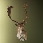 Damhert Taxidermie Opgezette Dieren By Max, Ophalen of Verzenden, Nieuw, Wild dier, Opgezet dier