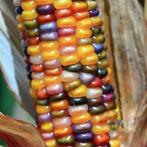 Zea Glass Gem siermaiszaden 250 zaden grote kolven, Ophalen of Verzenden, Nieuw