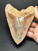 Megalodon - Fossiele tand - Otodus megalodon - 11.82 cm -, Verzamelen