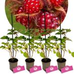 Rubus phoenicolasius + Pot 9cm 4 stuks, Halfschaduw, Verzenden