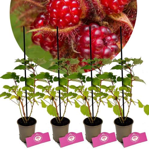 Rubus phoenicolasius + Pot 9cm 4 stuks, Tuin en Terras, Planten | Fruitbomen, Halfschaduw, Verzenden