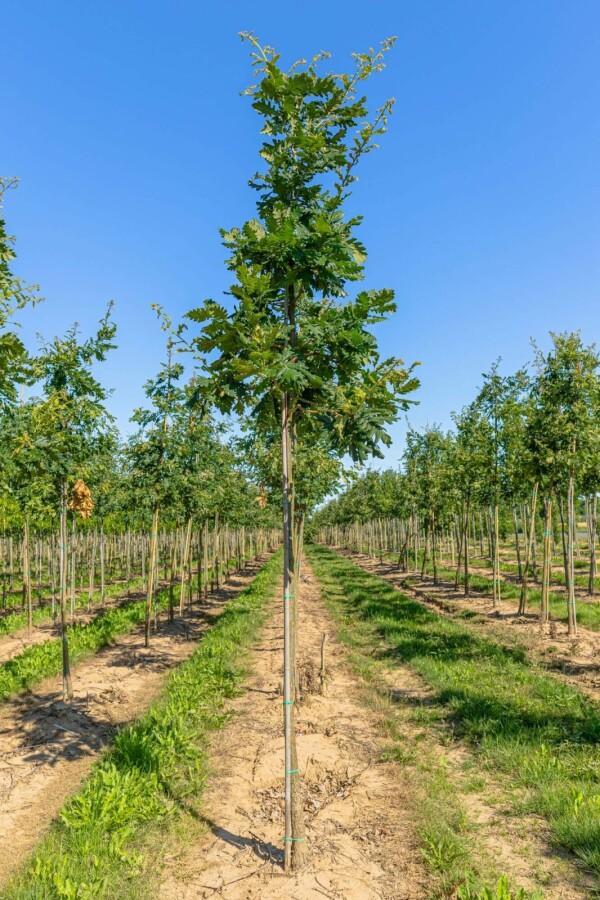 Quercus frainetto hoogstam, Tuin en Terras, Planten | Tuinplanten