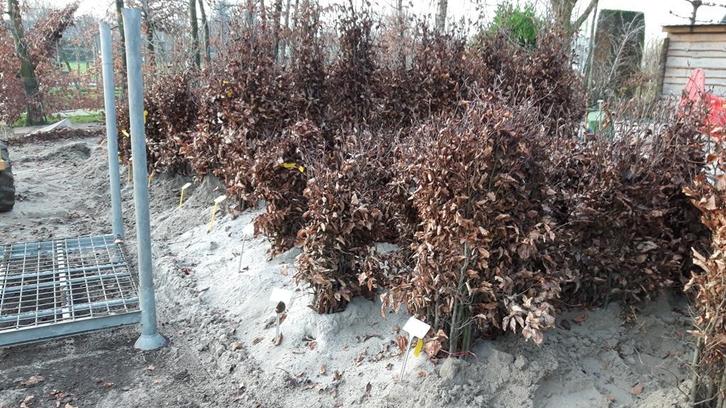 Beuk: groen, rood. Beukenhaag, haagbeuken, Fagus, Carpinus, Tuin en Terras, Planten | Struiken en Hagen, Beukenhaag, Haag, Ophalen of Verzenden