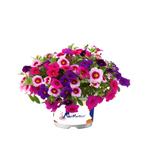 Calibrachoa Mixmaster - Vegas Night Light / 14 cm hangpot, Tuin en Terras, Ophalen of Verzenden