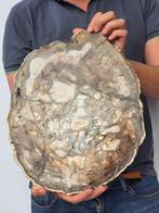 Fossiel hout - Gefossiliseerd hout - 37 cm, Verzamelen, Mineralen en Fossielen