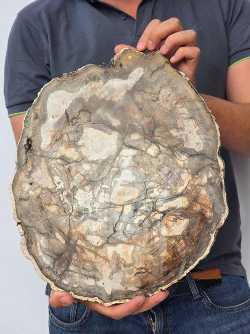 Fossiel hout - Gefossiliseerd hout - 37 cm, Verzamelen, Mineralen en Fossielen