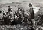 Edith Gérin (1910-1997) - Vendanges vers Nolay, France, 1989, Antiek en Kunst